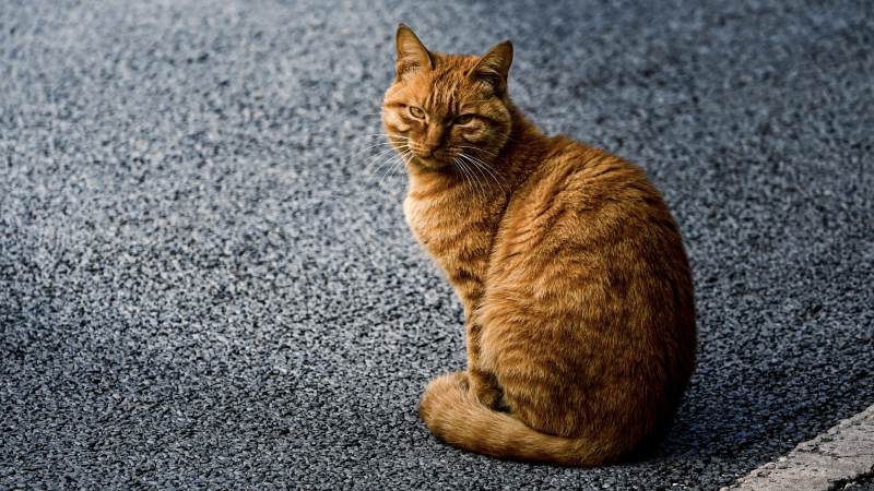 街头的姜黄色猫咪图片