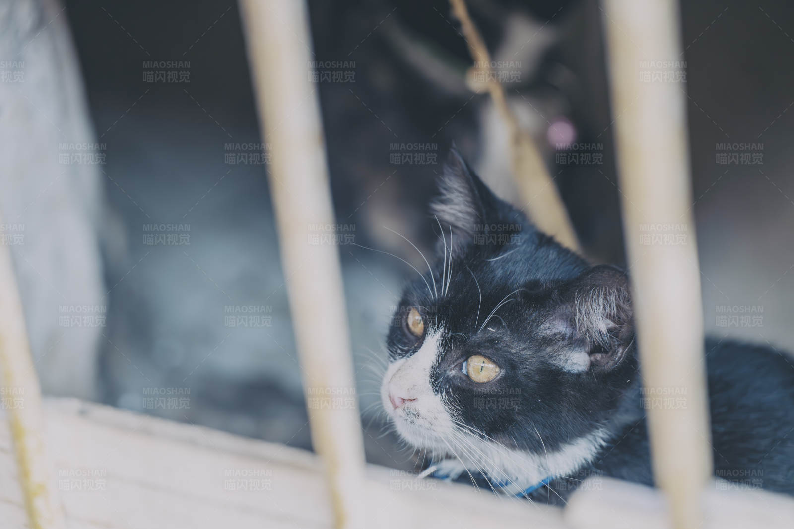 笼中的黑白猫图片