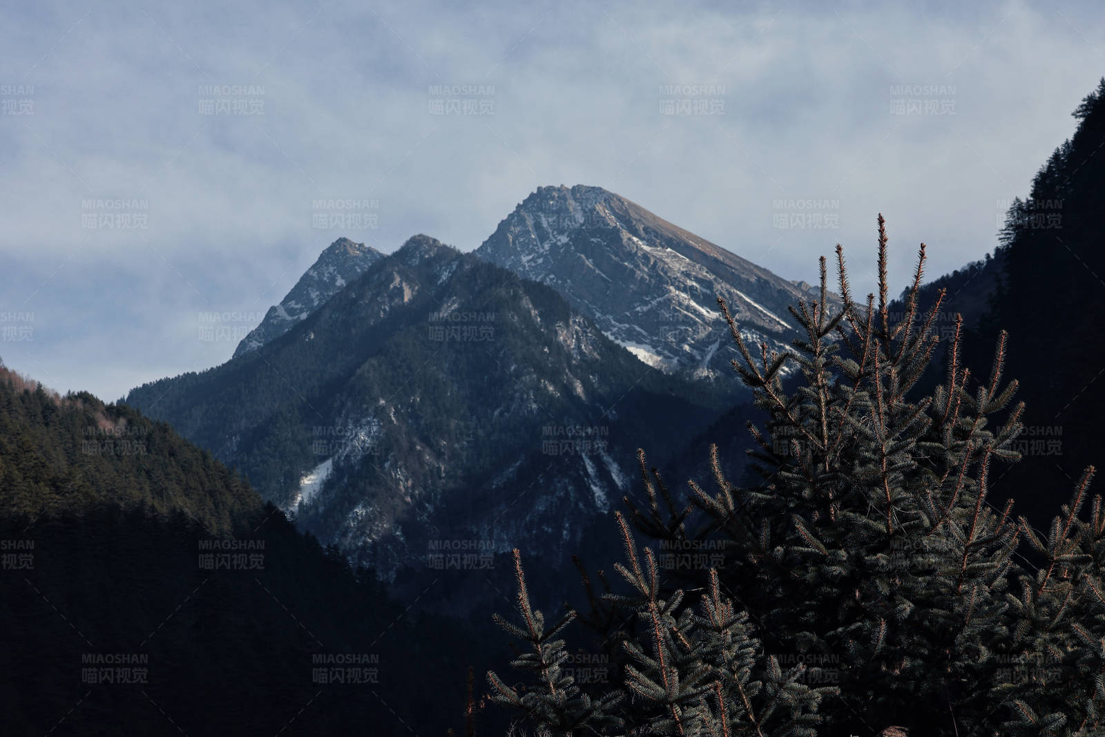 雪山松柏图片