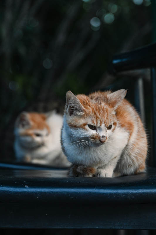 两只小猫在椅子上休息图片