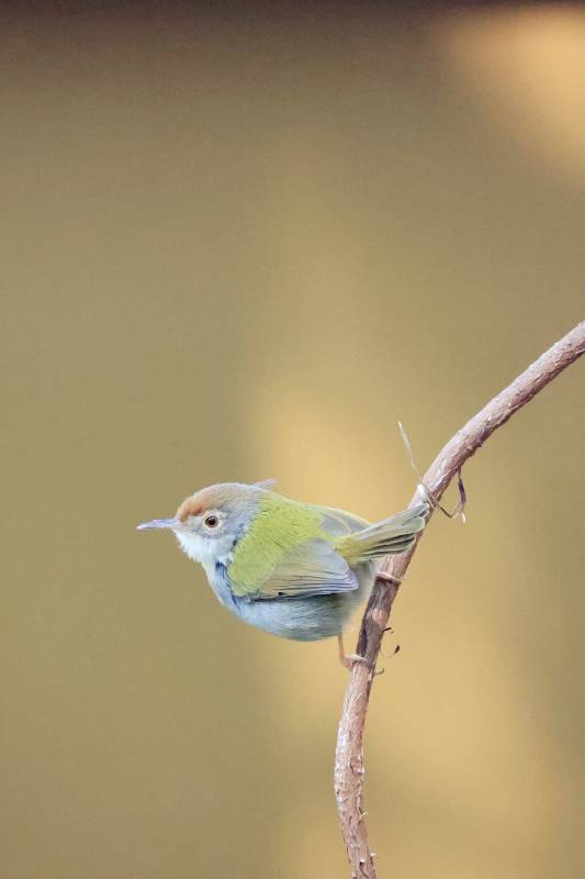 长尾缝叶莺 南宁良凤江公园图片