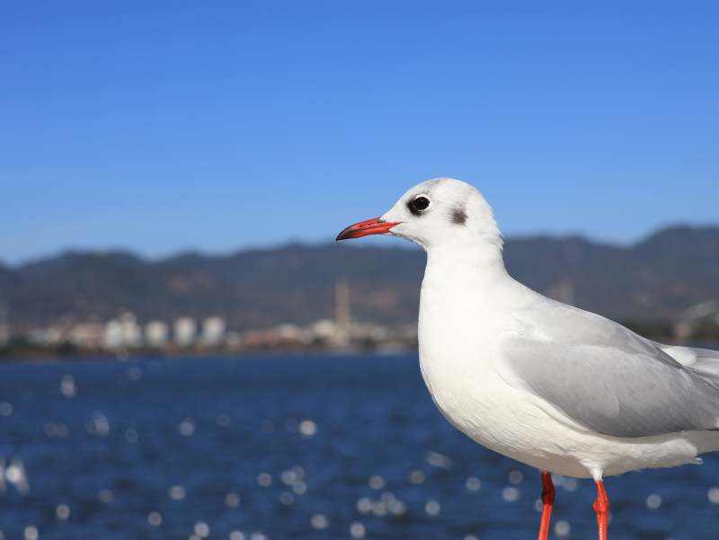 海鸥与城市背景图片