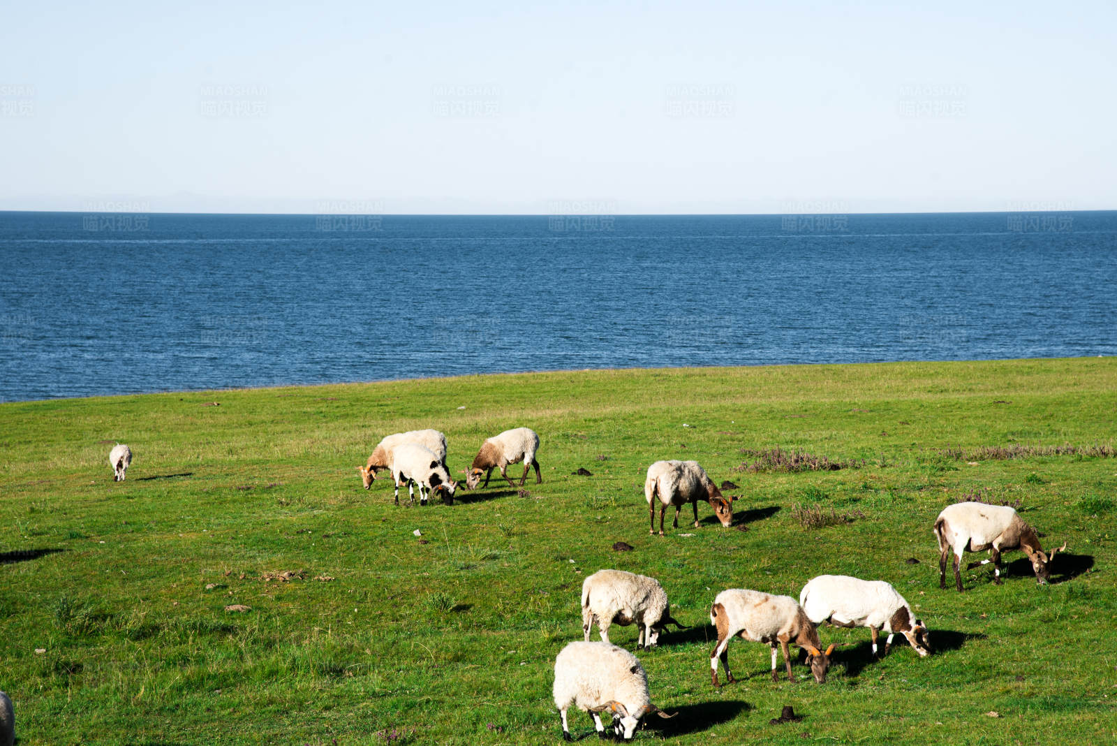 海边牧场图片