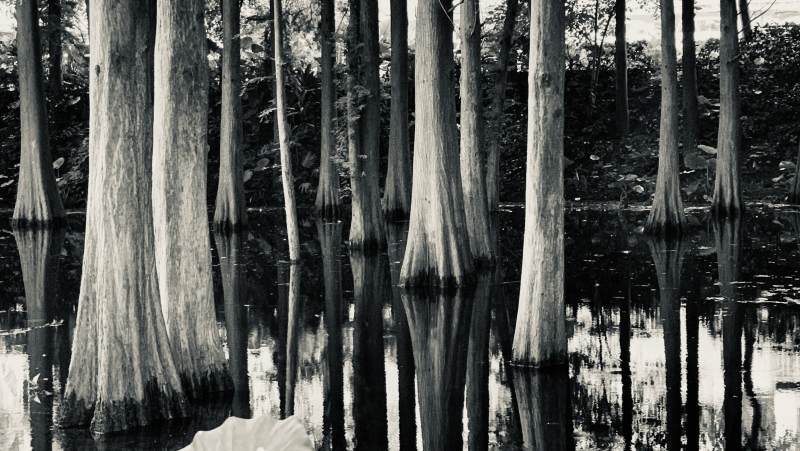 水中倒影的树木图片