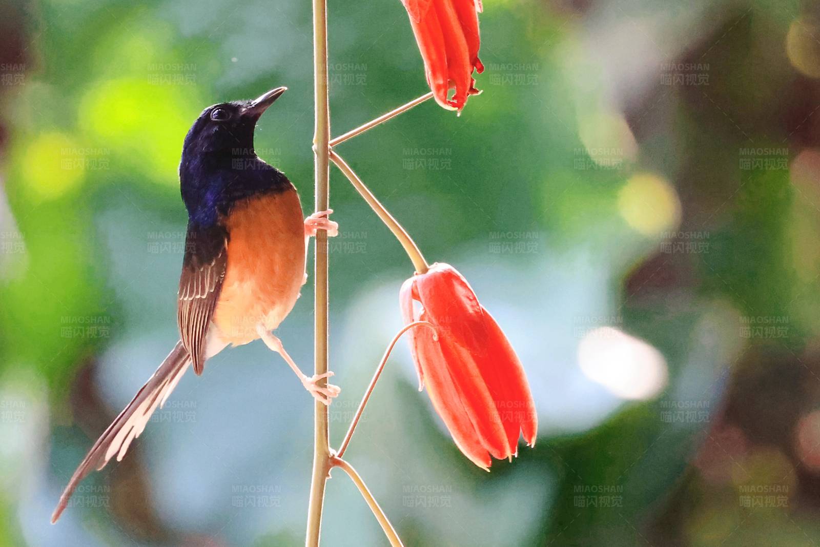 小鸟与红花 白腰鹊鸲 西双版纳图片