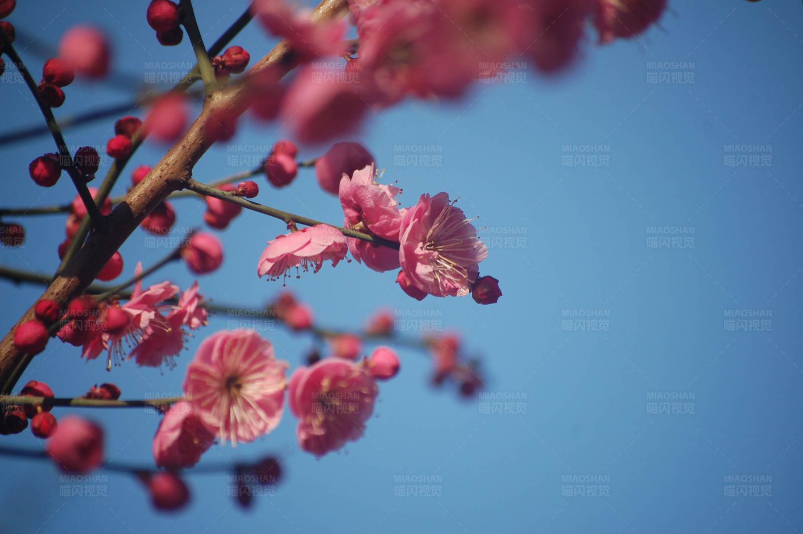 梅花盛开 蓝天相伴图片