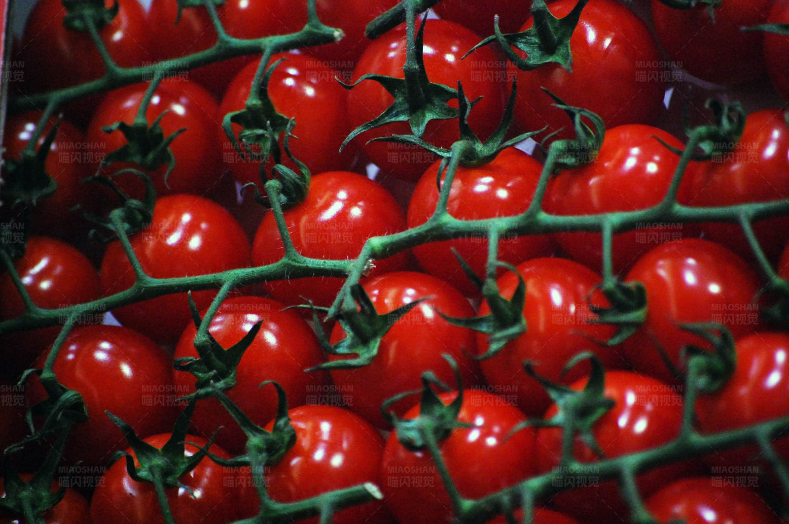 藤蔓上的新鲜樱桃番茄图片