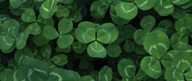 四叶草的幸运象征图片