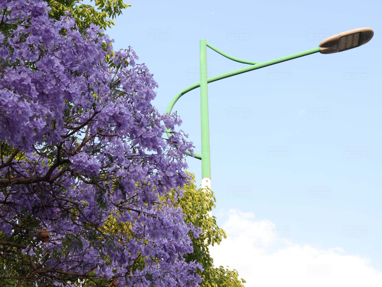 紫色花开与路灯图片