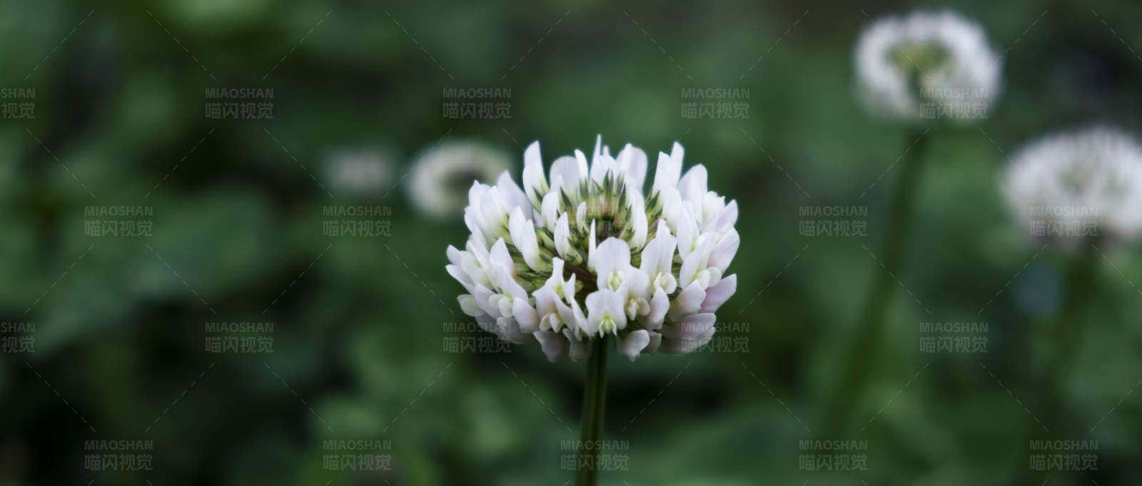 白色花朵特写图片