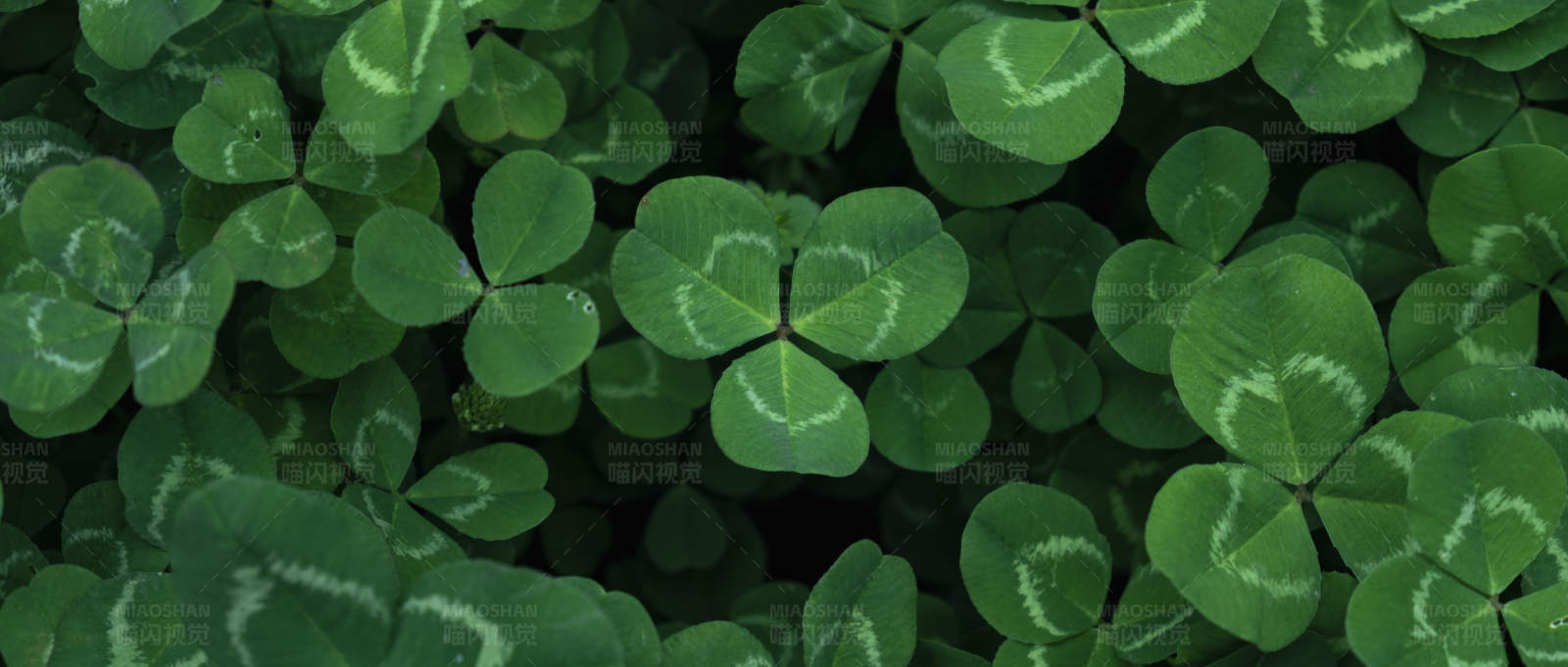 四叶草的幸运象征图片
