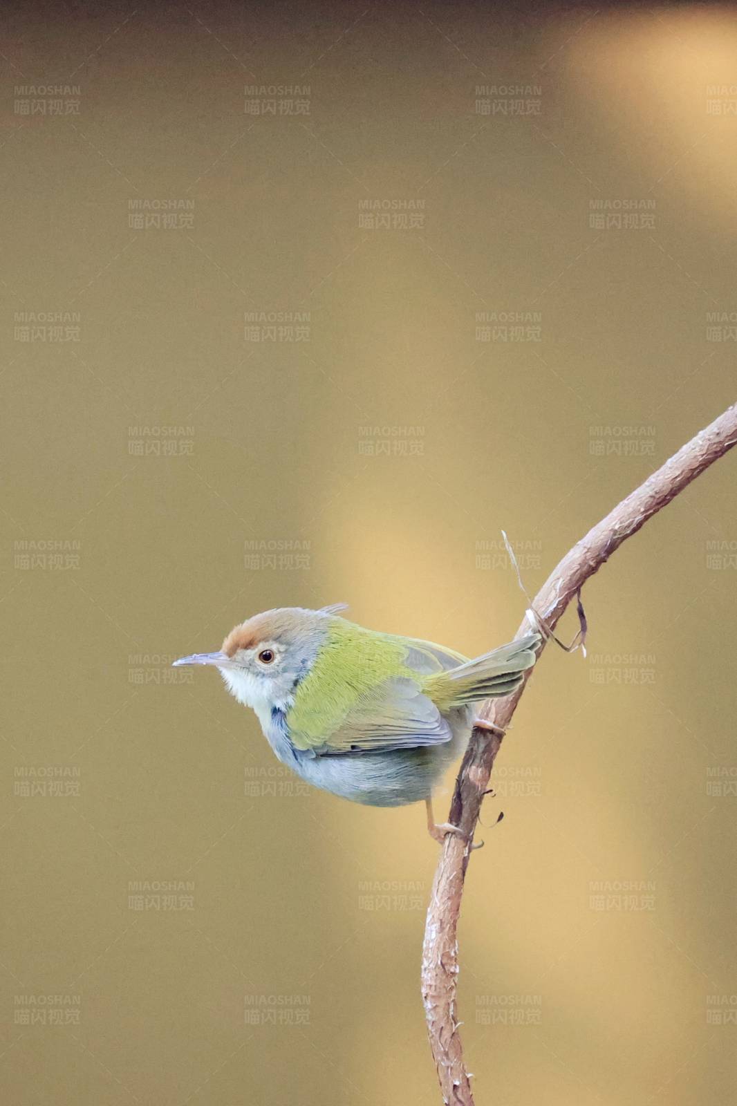 长尾缝叶莺 南宁良凤江公园图片