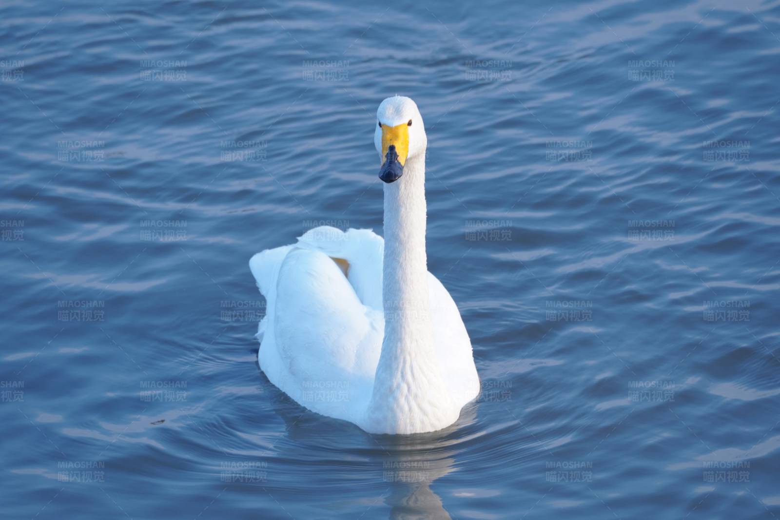 湖中独游的白天鹅图片