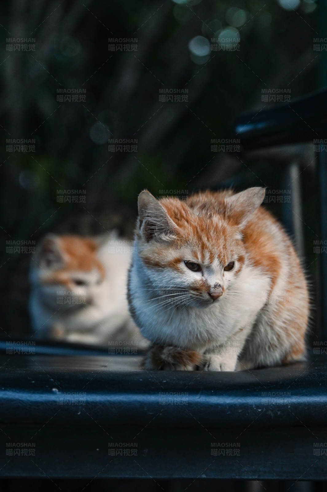 两只小猫在椅子上休息图片