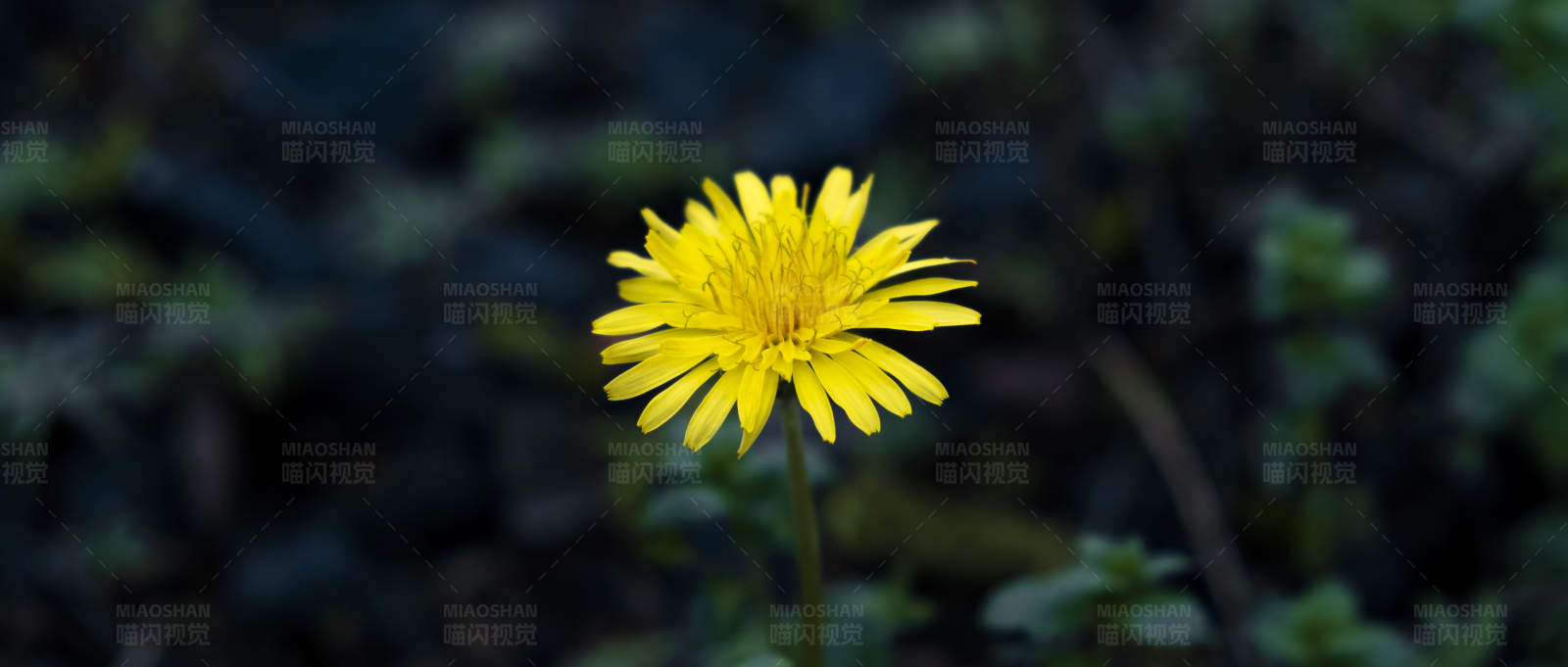 孤独的黄色花朵图片