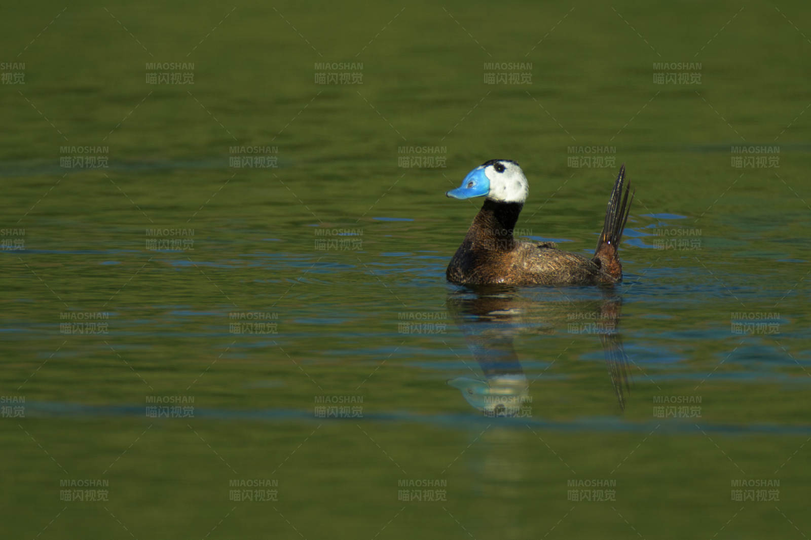 湖中游弋的蓝嘴鸭图片