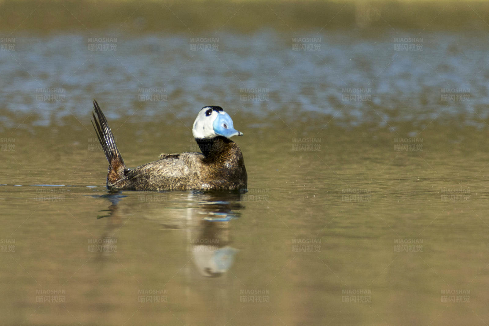 湖中独游的鸭子图片