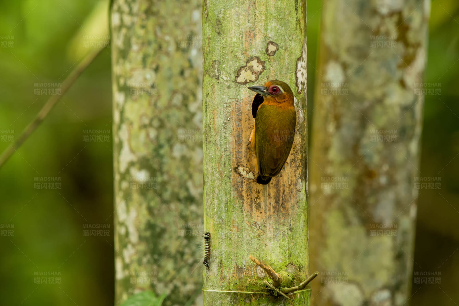 树洞中的小鸟图片
