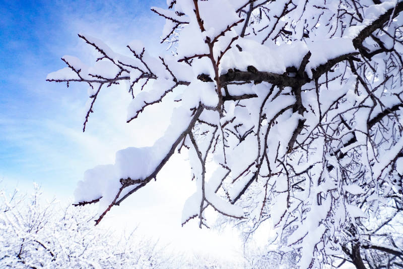 雪覆枝头 冬日静谧图片