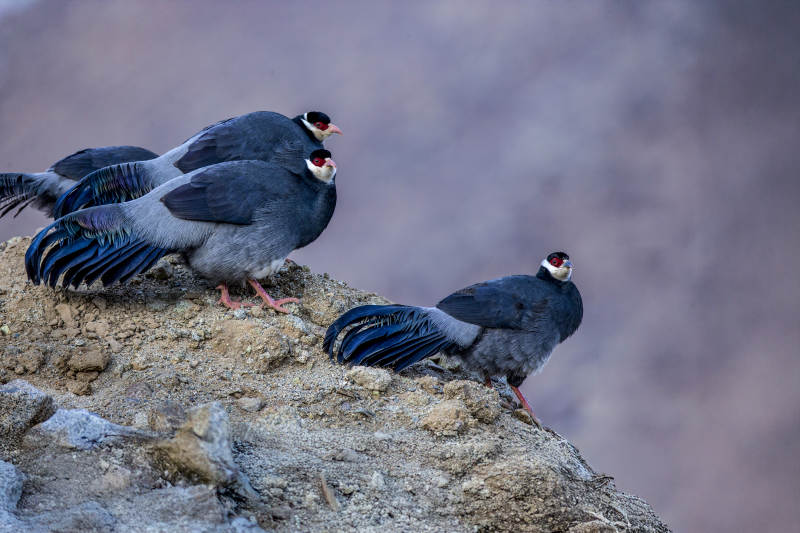 岩上三鸟静观远方图片