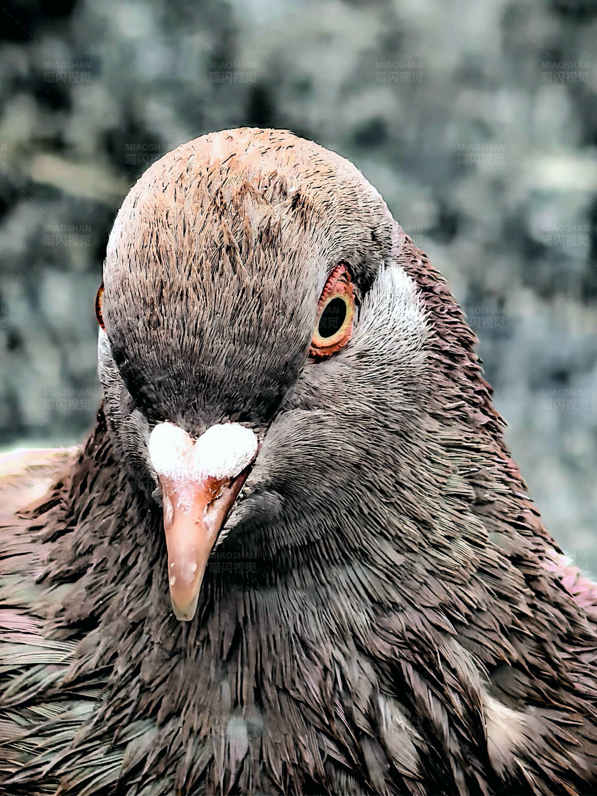 鸽子特写图片