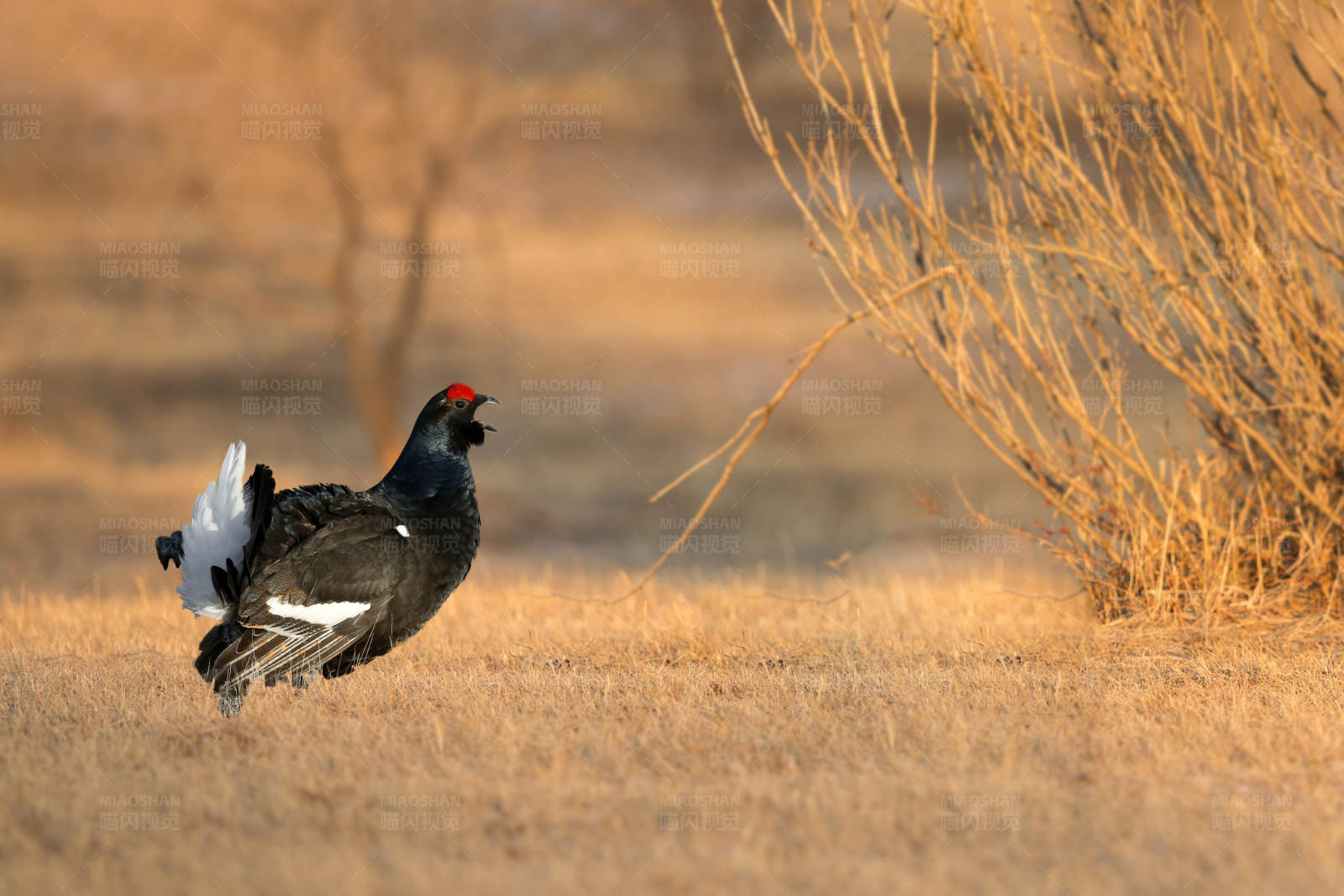 黑松鸡的晨曦呼唤图片