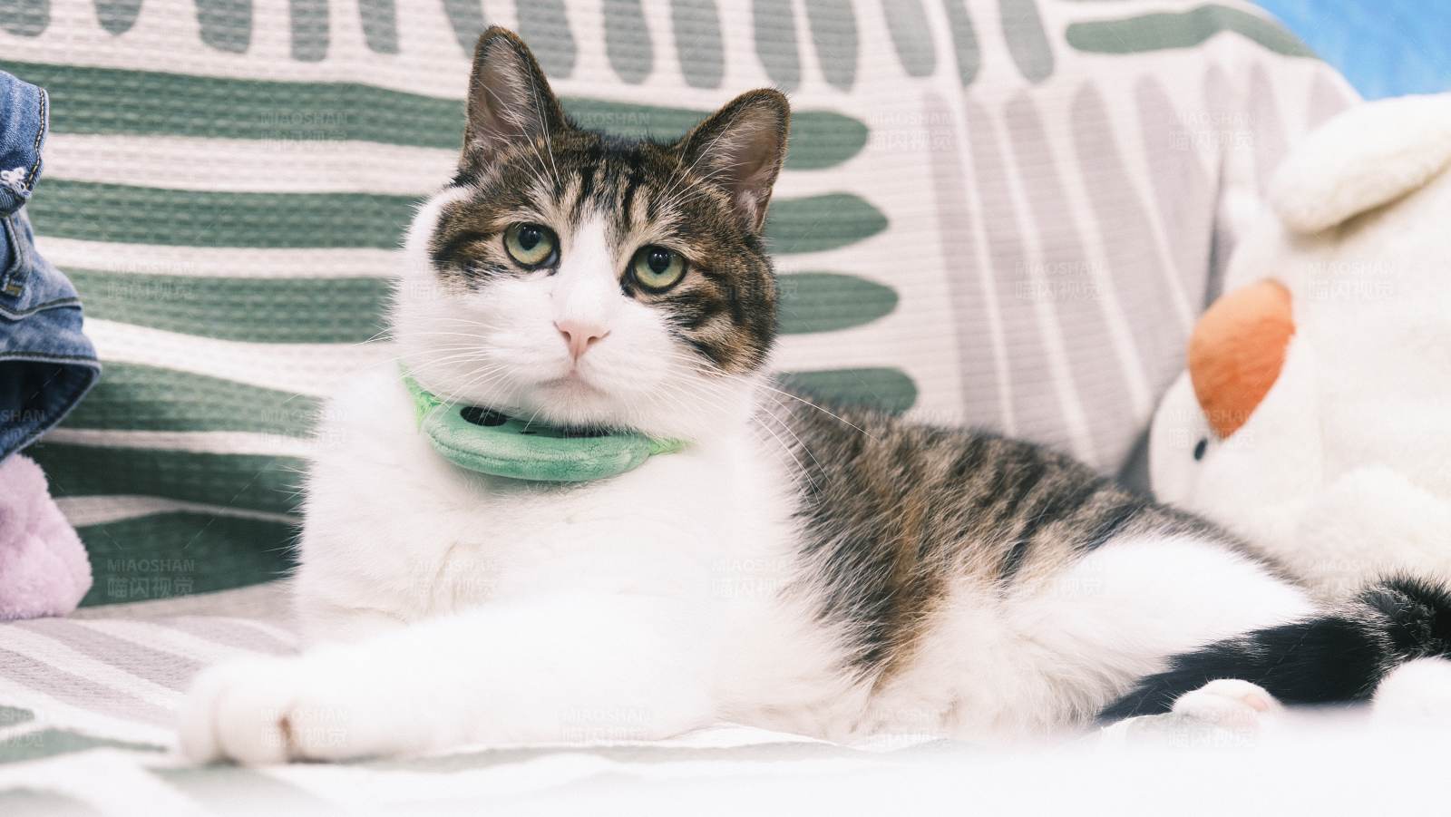 猫咪的悠闲时光图片