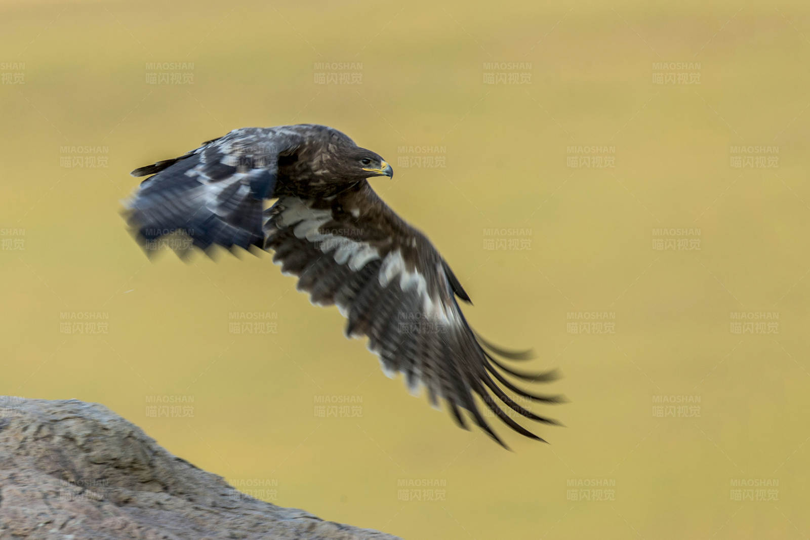 雄鹰展翅高飞图片
