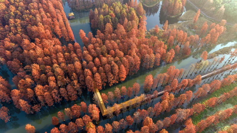 红杉林中的金色木桥图片