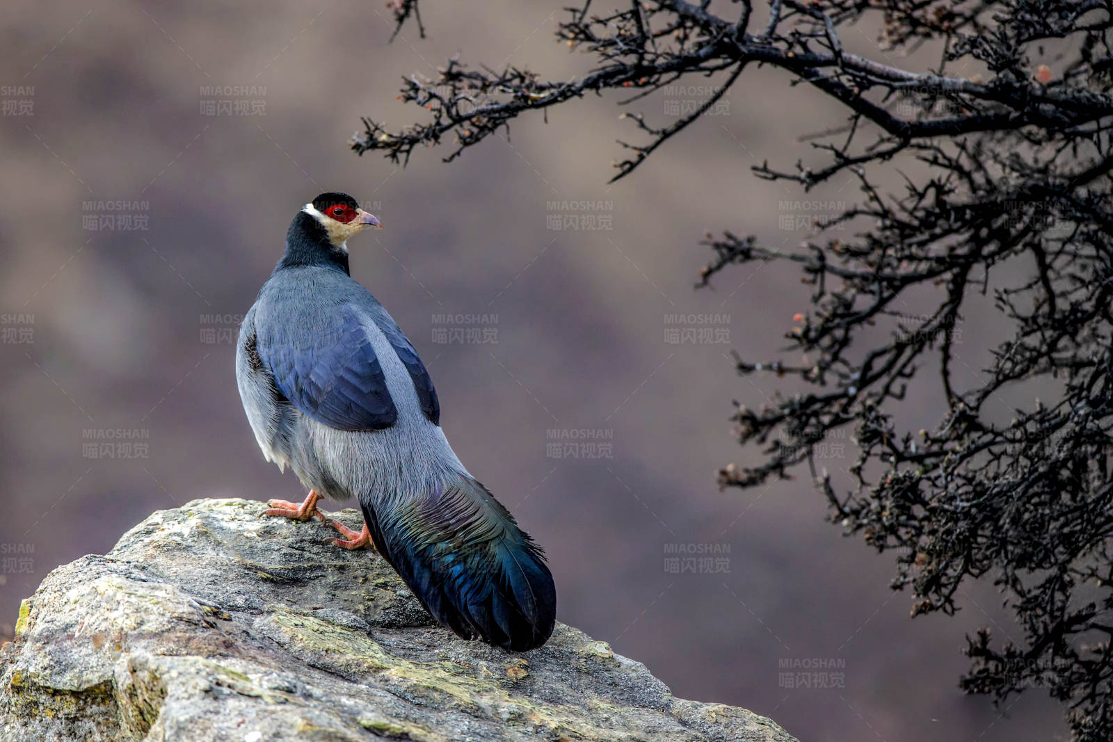 高山岩鹑栖息岩石上图片