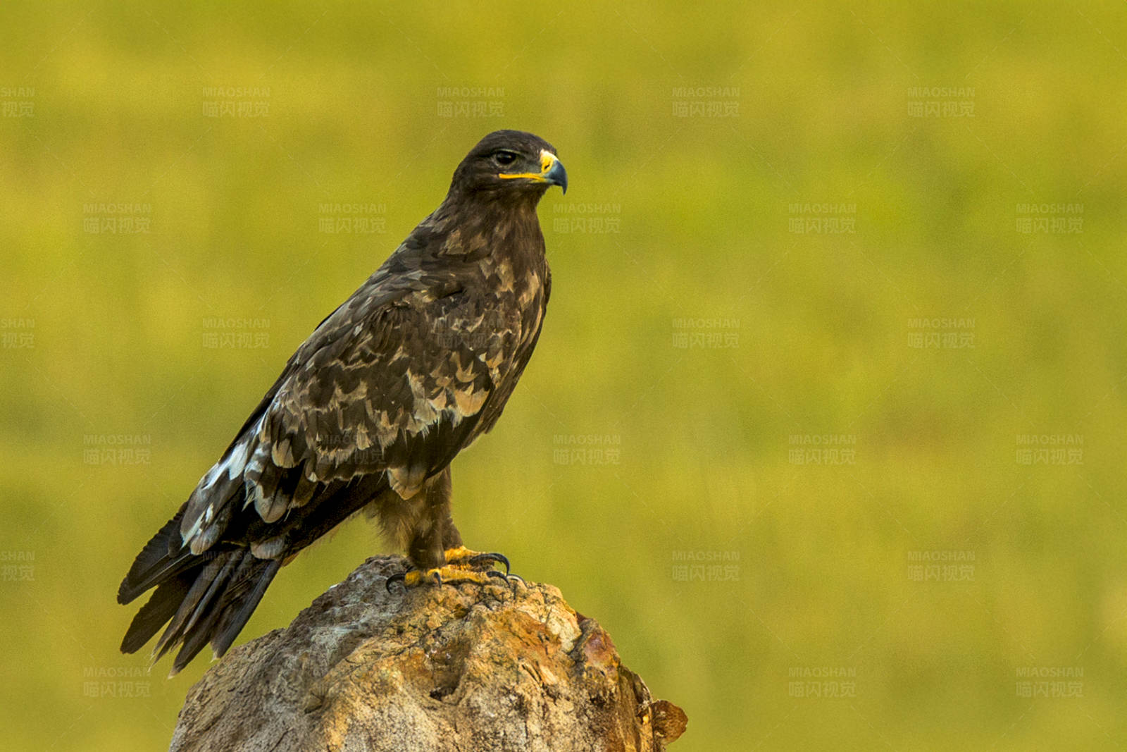 雄鹰栖石图片