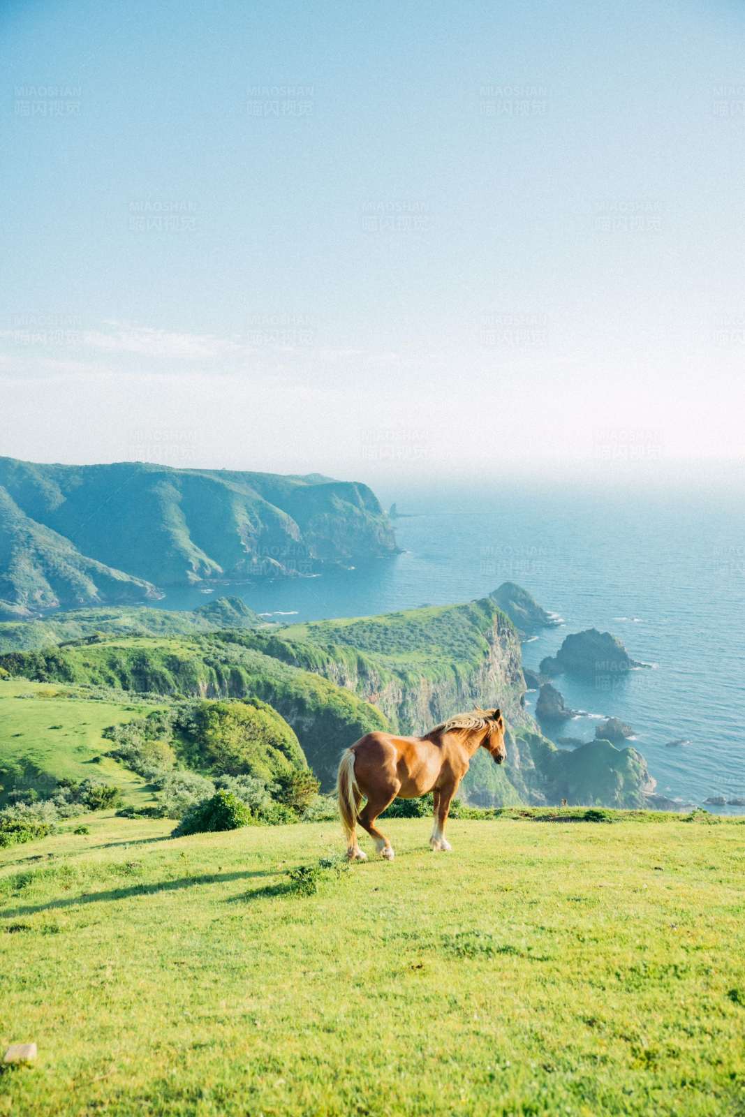 马儿在海边草地上图片