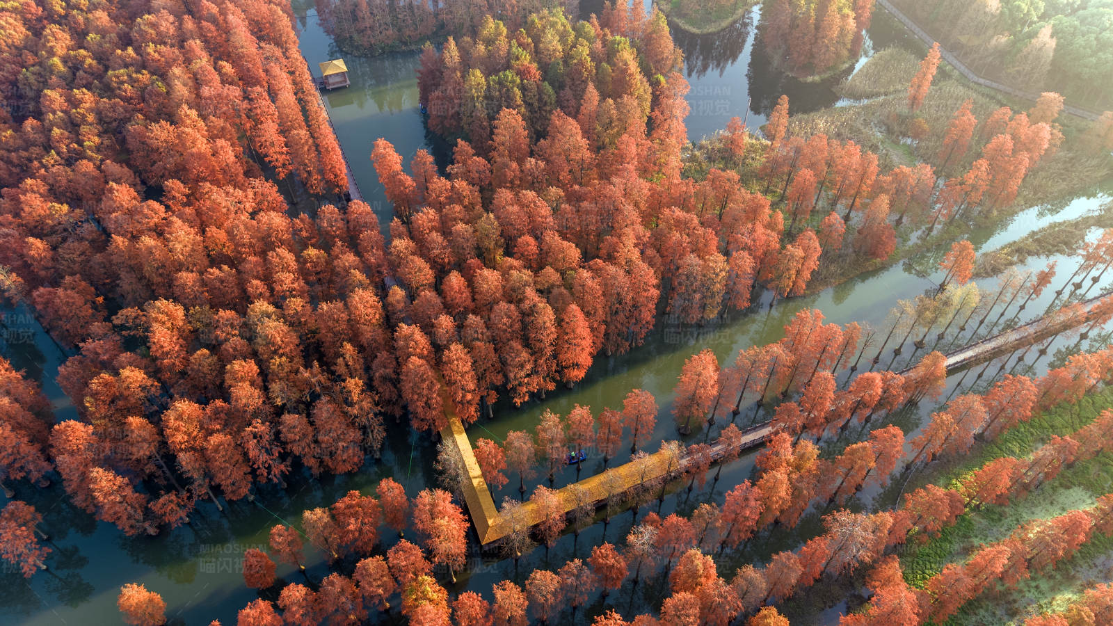 红杉林中的金色木桥图片