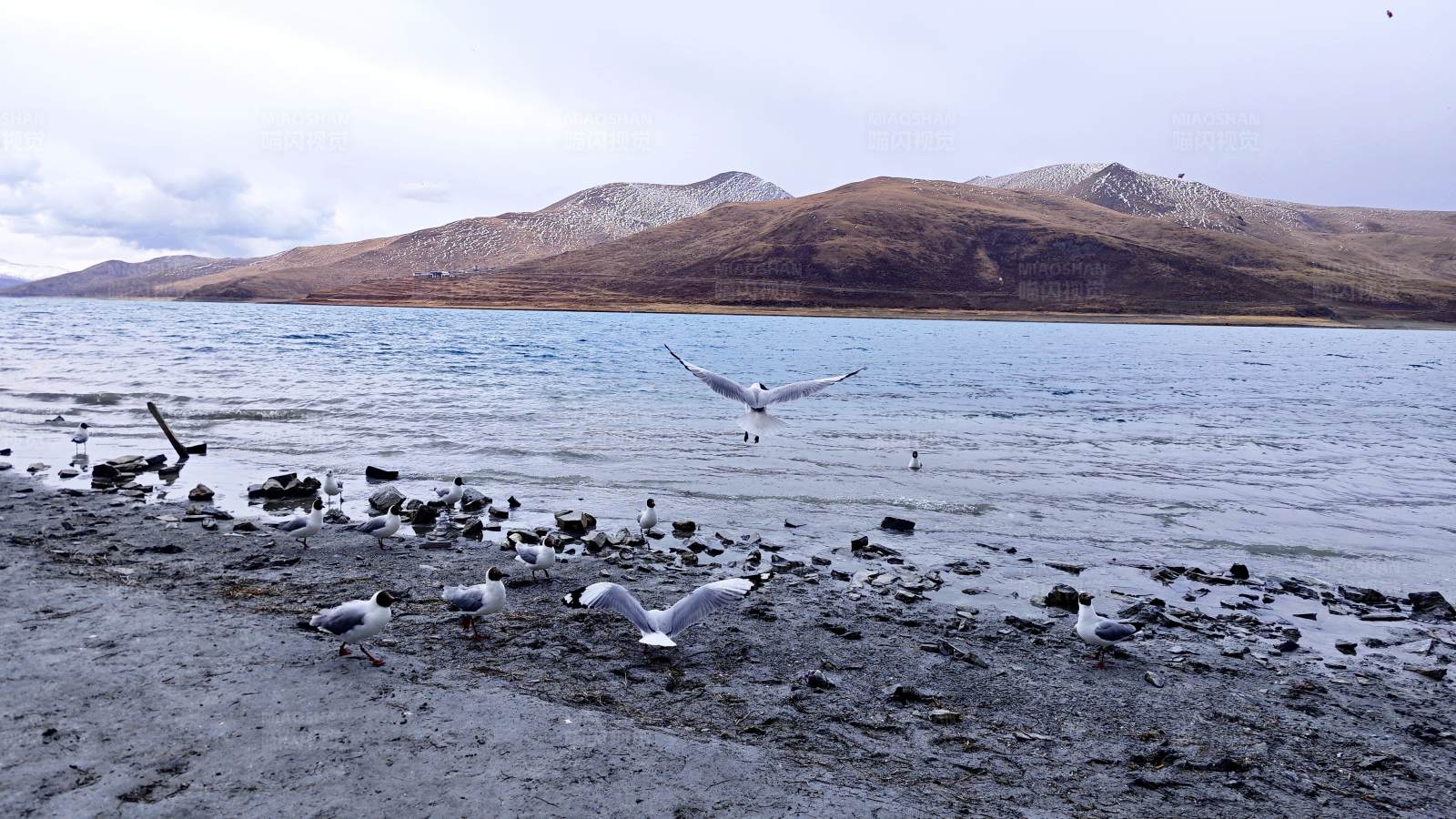 湖畔山与飞鸟图片