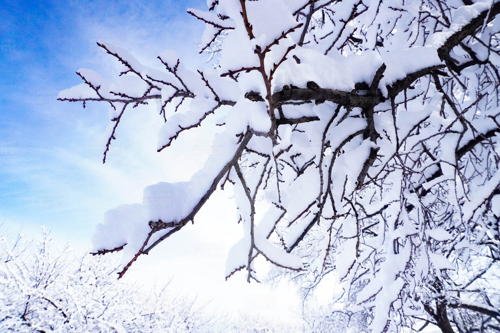 雪覆枝头 冬日静谧图片