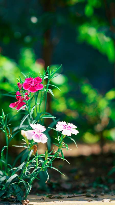 花坛里的美丽花朵图片