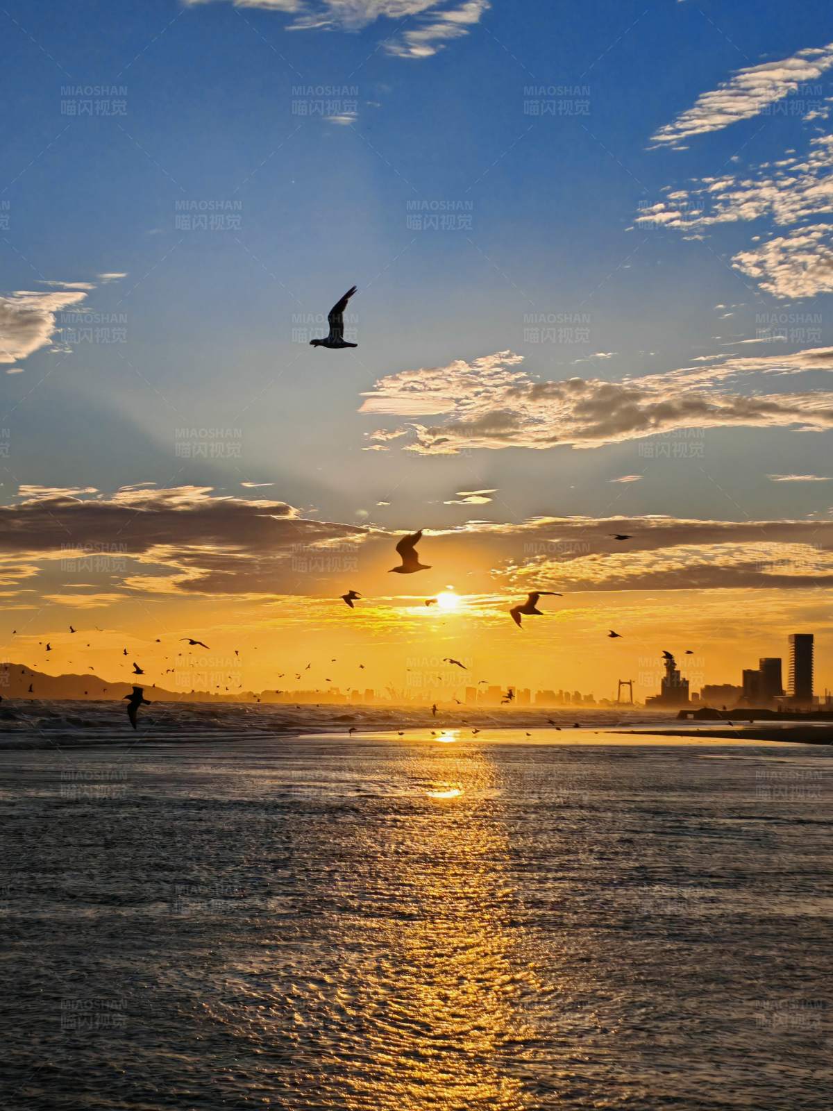 海鸥与夕阳共舞图片