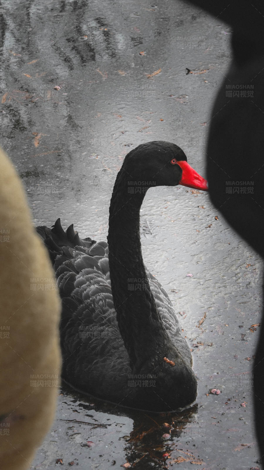 黑天鹅的雨中独行图片