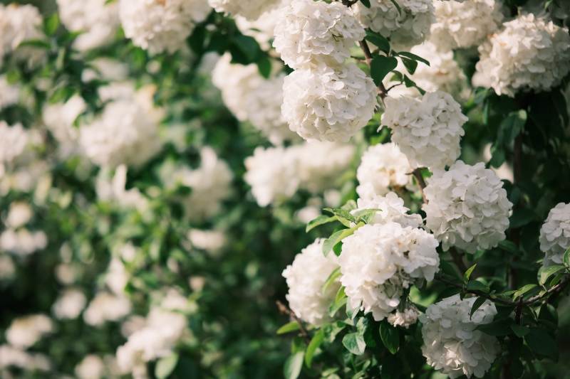 白色绣球盛开的美丽景象图片