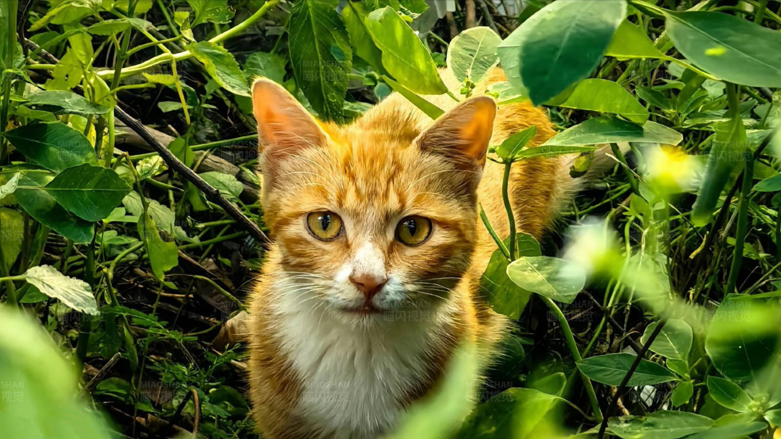 草丛中的橙白猫图片