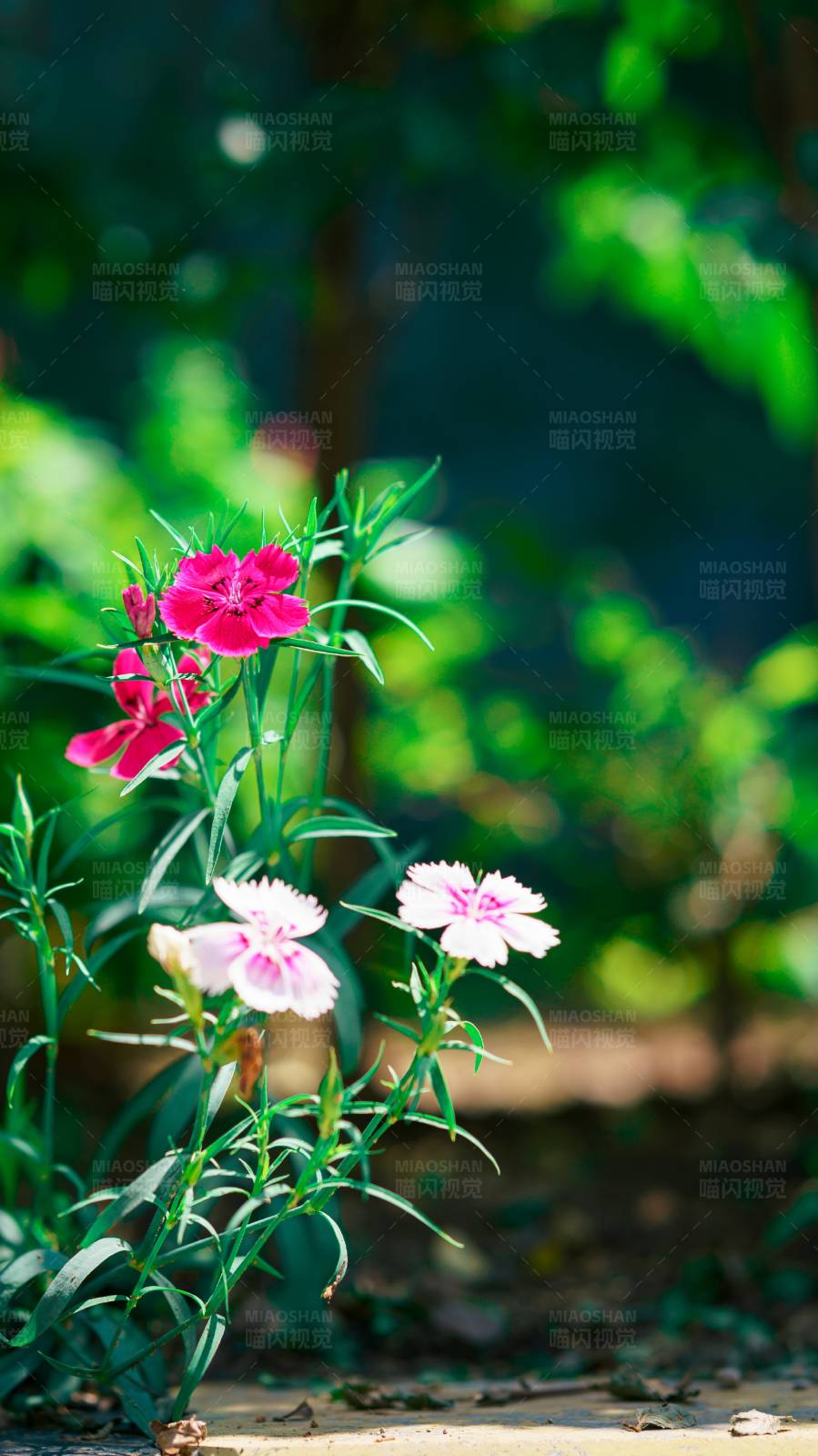 花坛里的美丽花朵图片