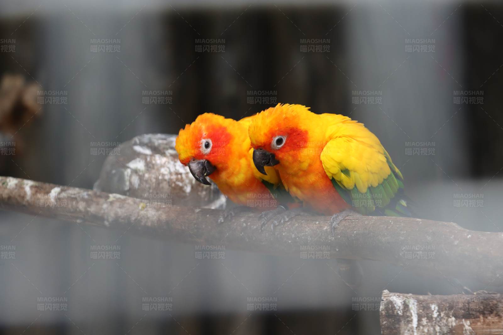 鹦鹉双飞图片