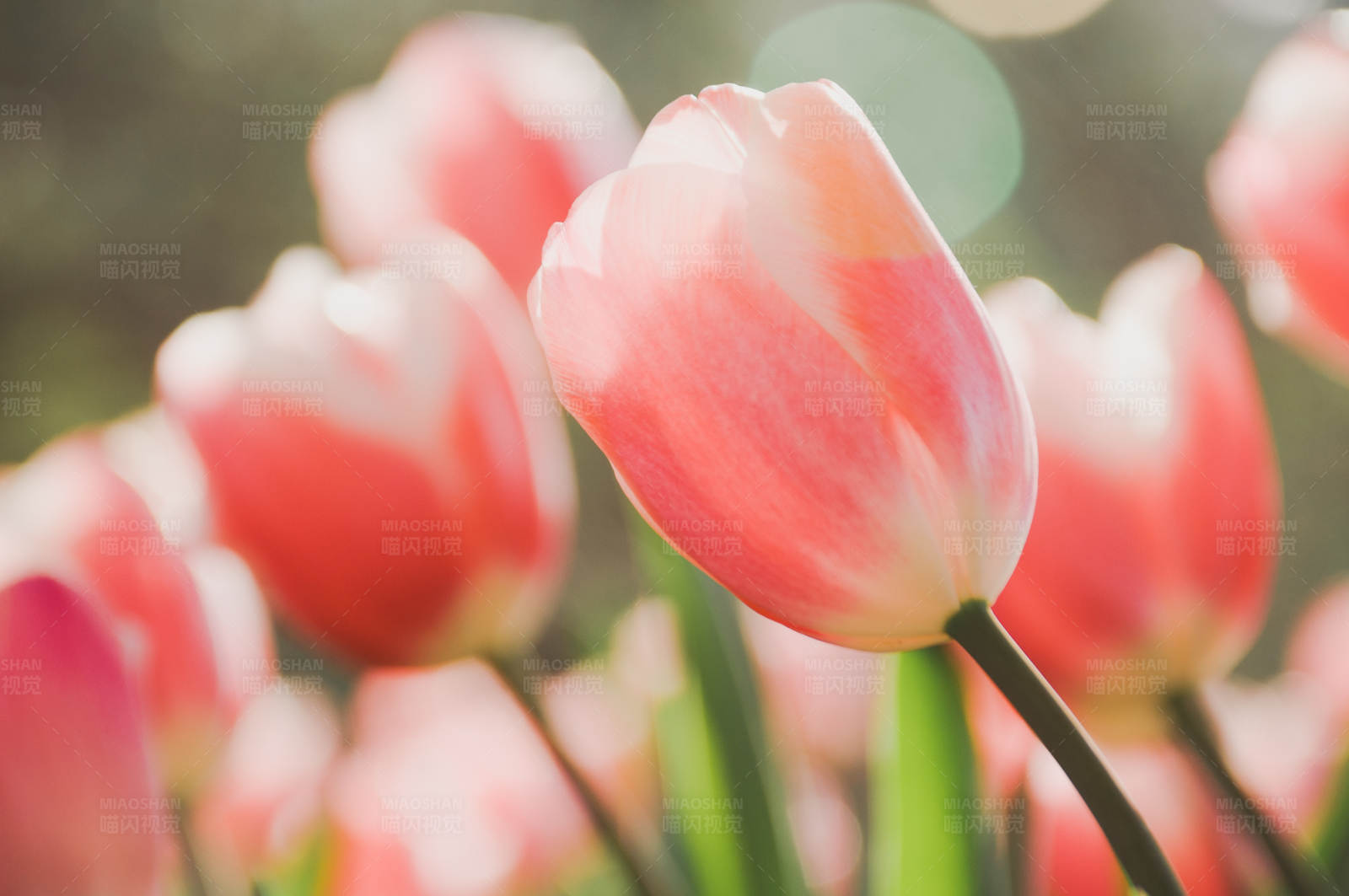 粉色郁金香花海图片