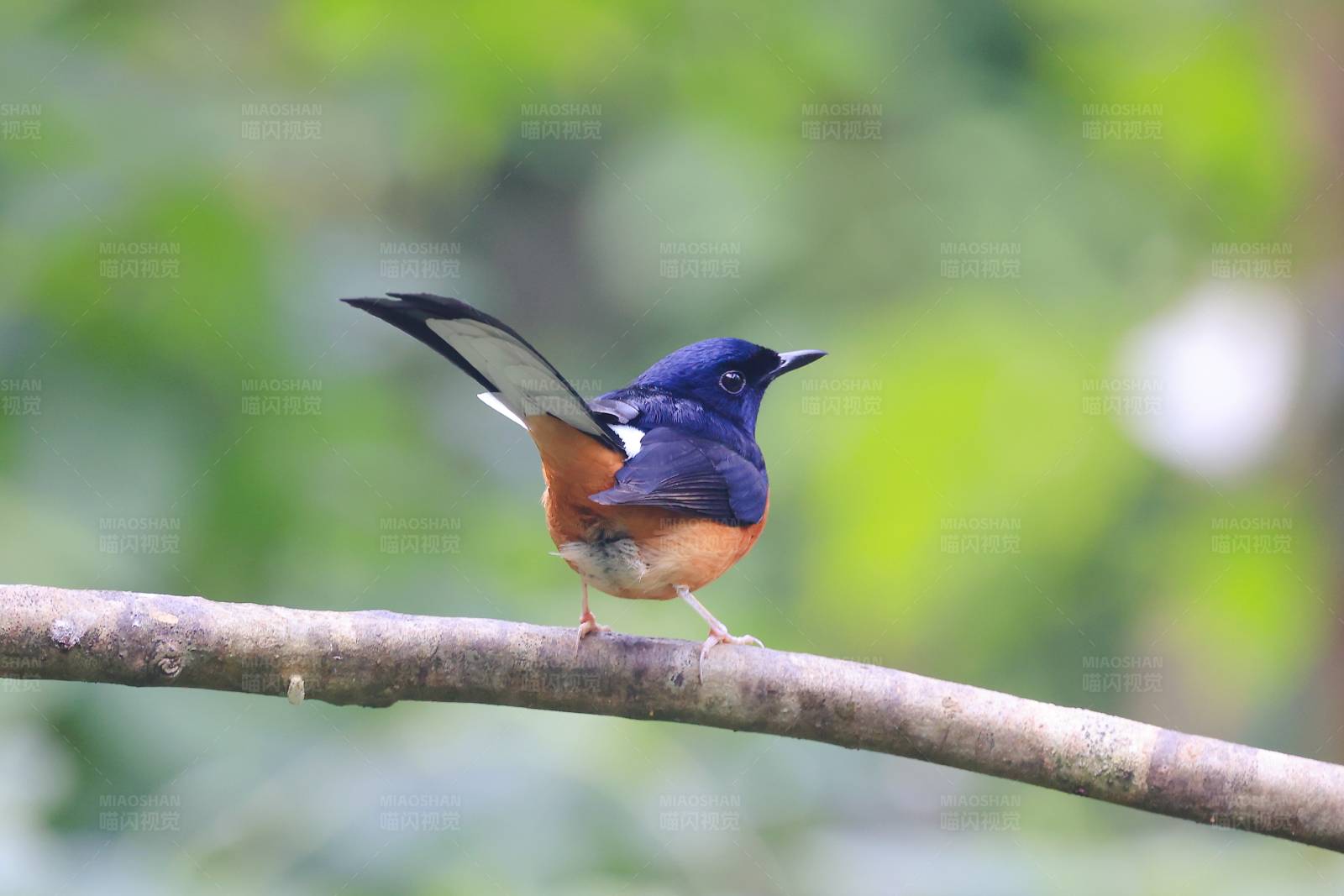 白腰鹊鸲 西双版纳图片