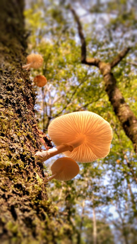 树干上的蘑菇图片