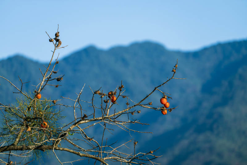 山间柿子树图片