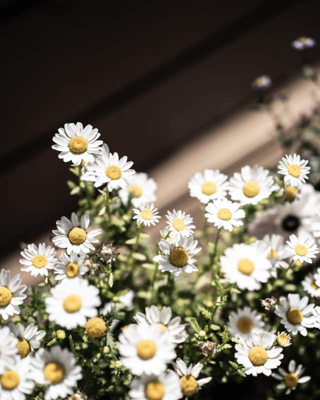 雏菊盛开的美丽景象图片