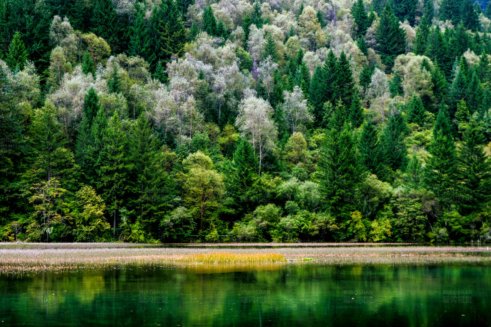九寨沟森林倒影图片