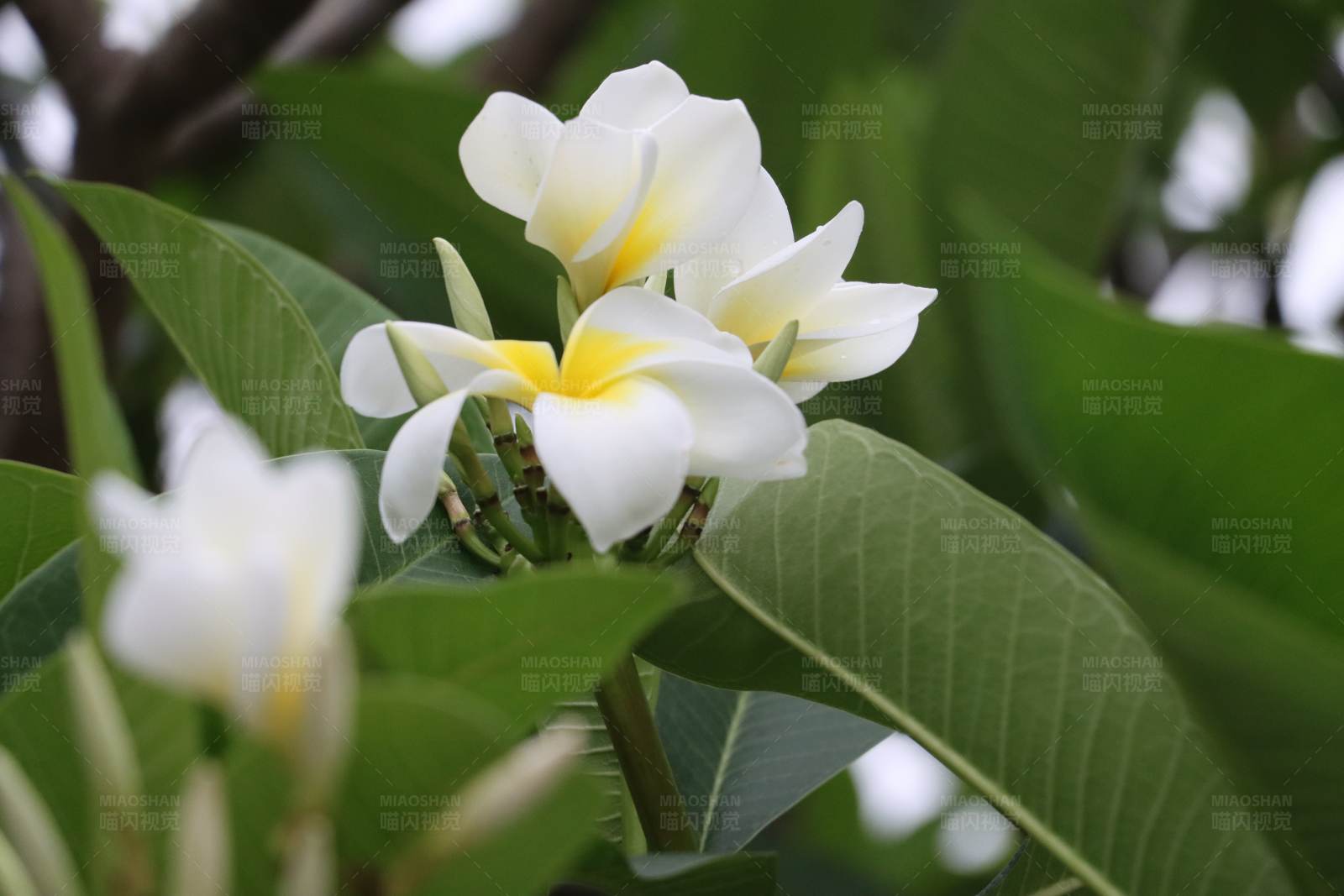 鸡蛋花特写图片