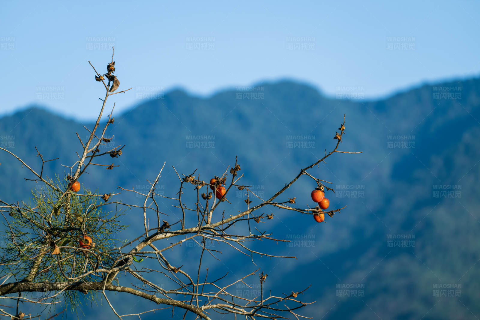 山间柿子树图片